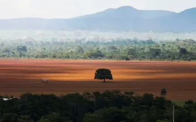 Brasil perdeu 33% da vegetação nativa desde 1500