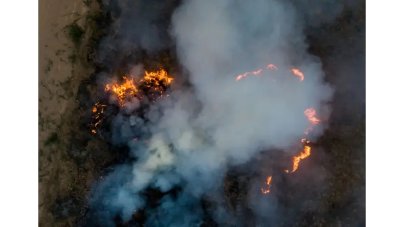 Brasil tem 3209 espécies de plantas em risco de extinção