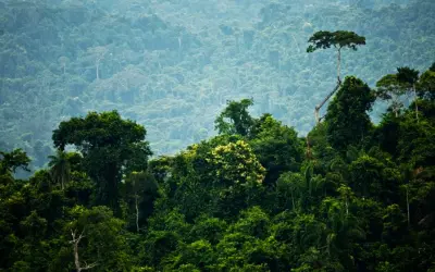 Cadastro Ambiental Rural fecha 2018 com 503,84 milhões de hectares