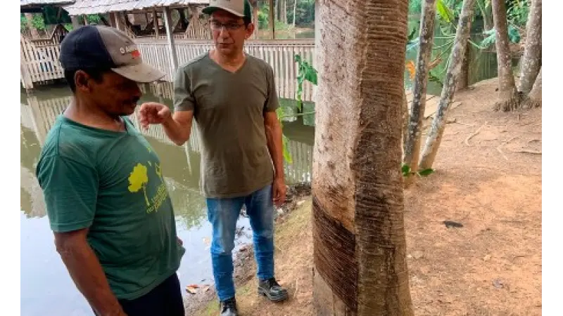 Cadeia da castanha no Acre não remunera serviço socioambiental, ao contrário da borracha