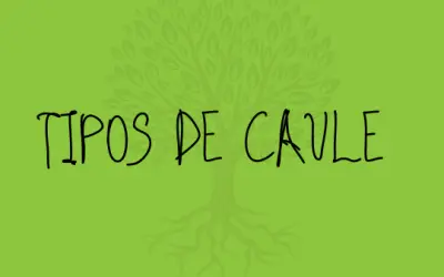 Caule e seus tipos: classificações morfológicas
