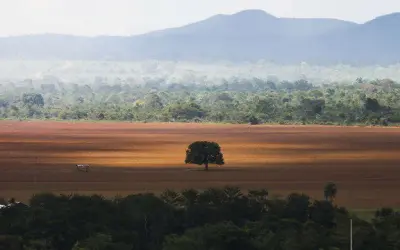 Cerrado sofre efeito de avanço do agronegócio