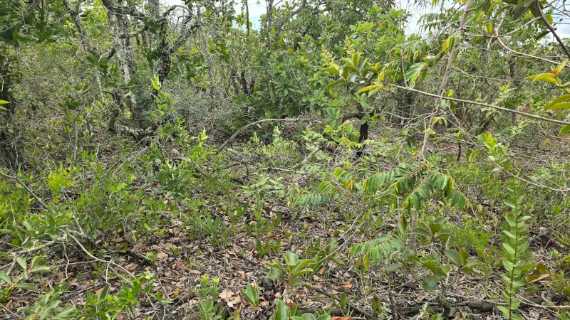Cerrado pode perder vegetação rasteira por “fome de carbono” causada pelo avanço das árvores