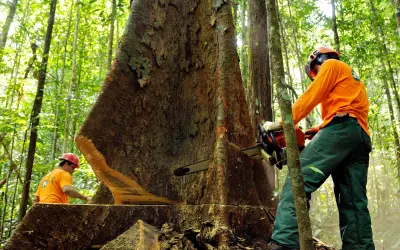 Ciclo de Corte personalizado: As vantagens do Manejo florestal por espécies