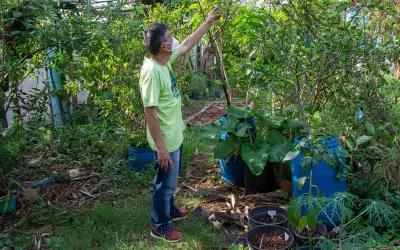 USP usa ciência cidadã para mapear frutas em áreas urbanas