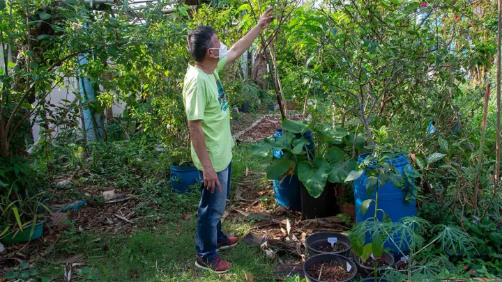 USP usa ciência cidadã para mapear frutas em áreas urbanas