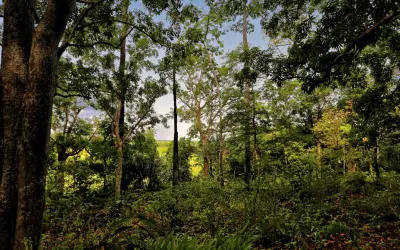 Cientistas se unem a povos da floresta para proteger sítios arqueológicos em risco na Amazônia