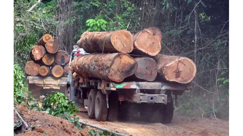 Código Florestal coloca em risco áreas protegidas da Floresta Amazônica