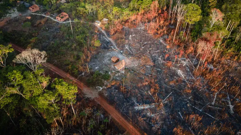 Com monitor de árvores derrubadas, a iniciativa PlenaMata chama atenção para a conservação da floresta Amazônica