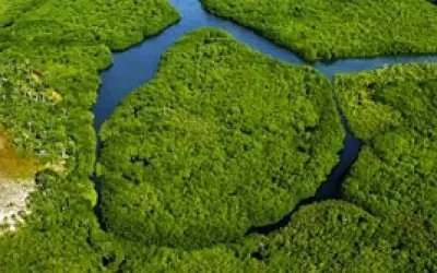 Como o mundo protege suas florestas