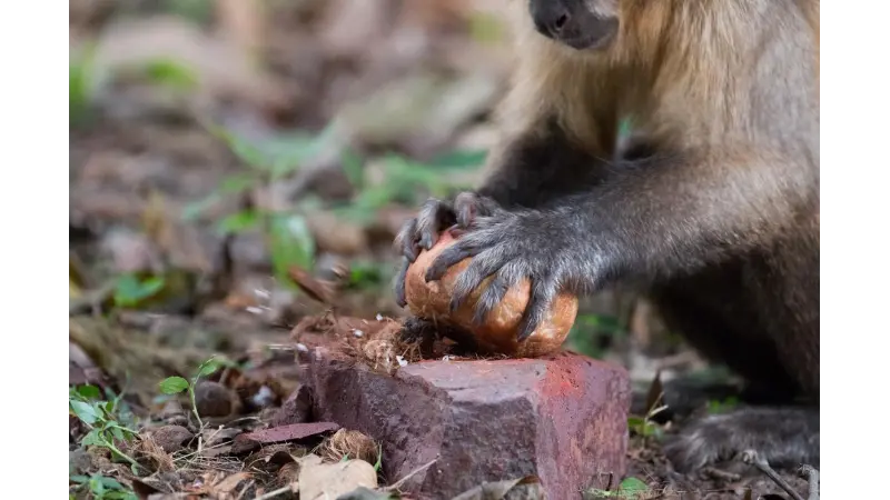 Comparação mostra diferença na eficiência da quebra de cocos com ferramentas entre macacos