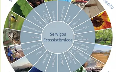[CONCEITOS] Serviços Ecossistêmicos