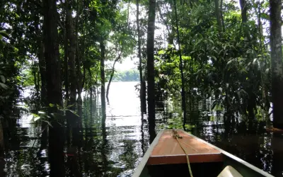 Concessão florestal é meio para proteger áreas ambientais e gerar renda