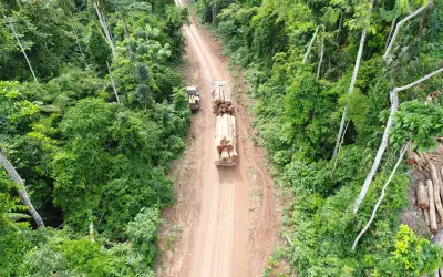Concessão florestal: Uma das soluções para combater o desmatamento ilegal no Brasil