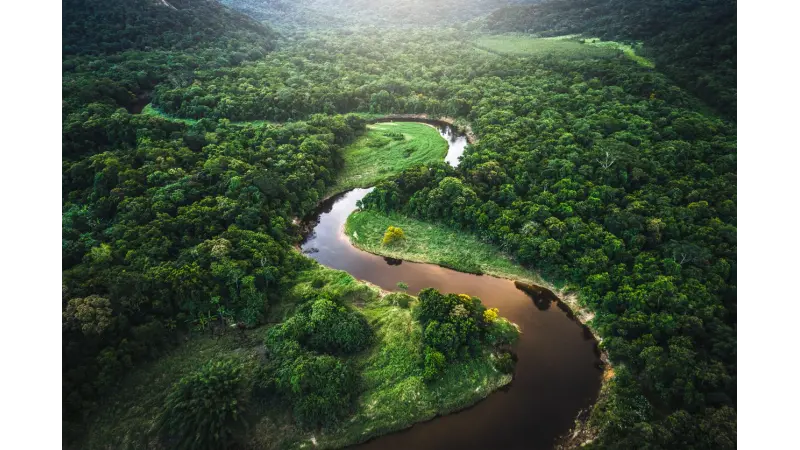 Conheça as Paisagens Florestais Mais Surreais do Mundo