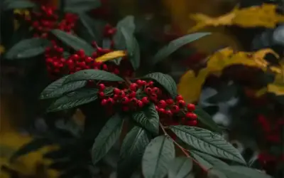 Cotoneaster franchetii: É a superplanta que absorve a poluição do ar?