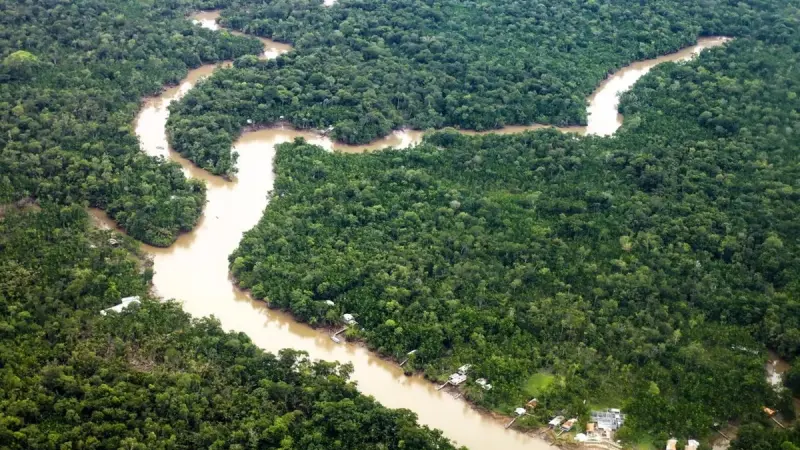 Regulamentação de créditos para concessões florestais aquece o mercado no Brasil