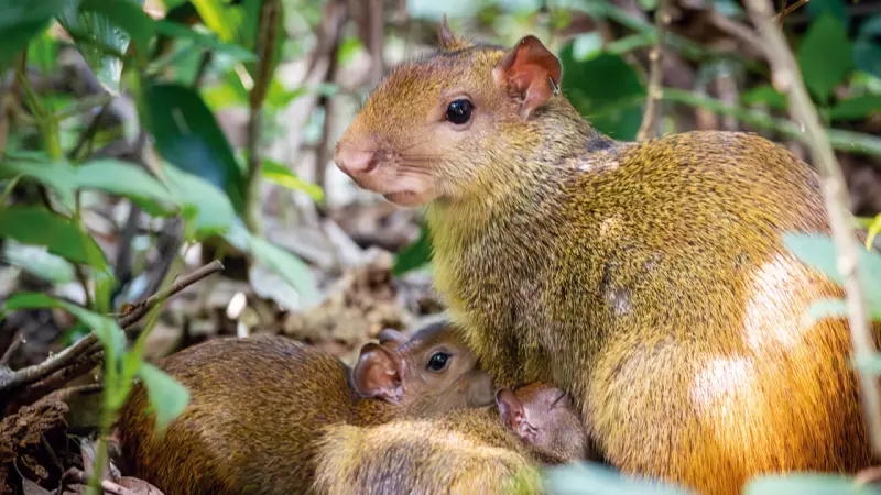 Da defaunação à desextinção: o retorno dos animais perdidos