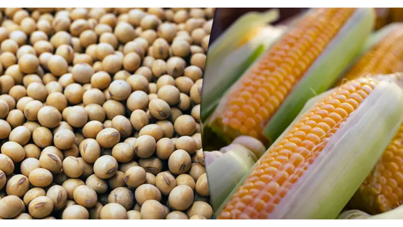 Datagro aponta queda na produção de soja e de milho no Brasil em 2024