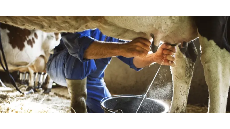 Demanda externa por carnes Brasileiras está mais forte que nunca