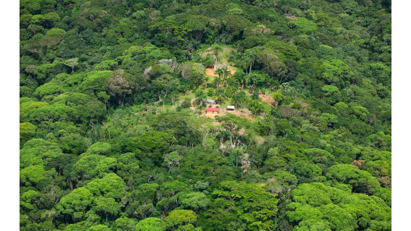 Demarcação de terra indígena favorece reflorestamento na Mata Atlântica