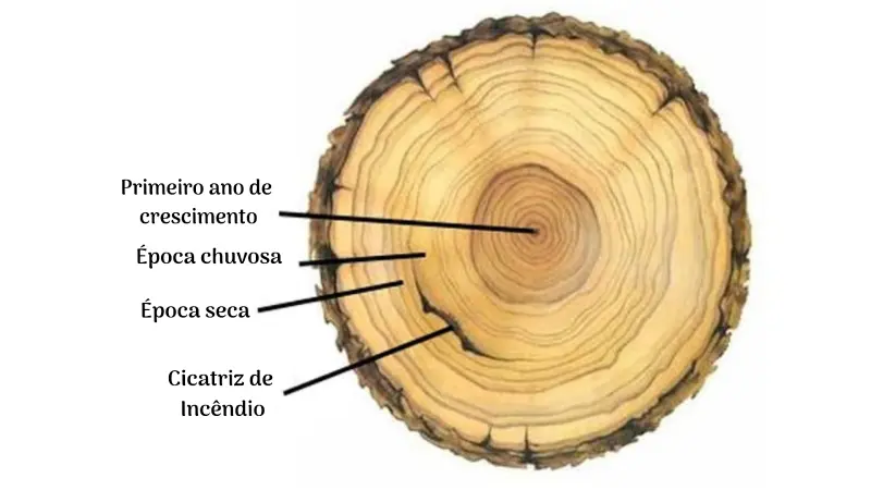 Dendrocronologia: estudando o passado através das árvores