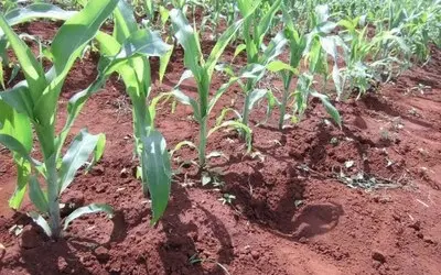 Desenrolando o plantio
