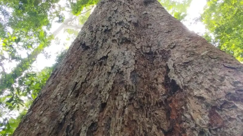 Desenvolvida Inteligência Artificial que reconhece espécies amazônicas pela casca das árvores