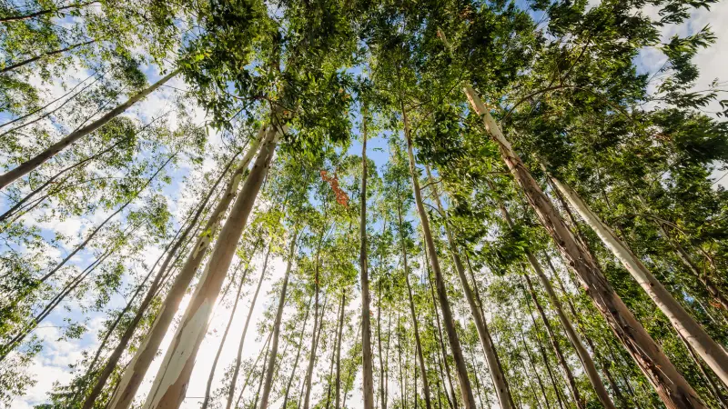 O "deserto verde" no Cerrado: avanço do eucalipto seca nascentes e expulsa pequenos produtores