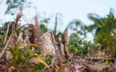 Desmatamento da Amazônia responde por 74,5% da perda de chuvas na estação seca, aponta estudo