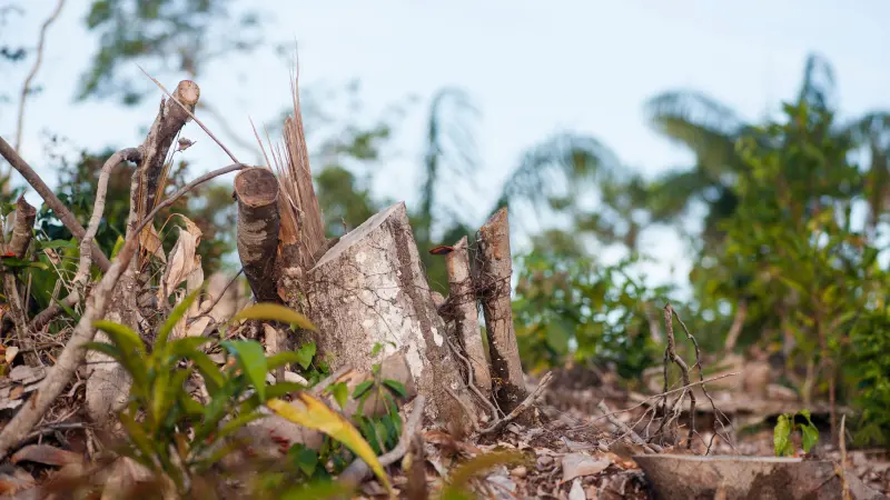 Desmatamento da Amazônia responde por 74,5% da perda de chuvas na estação seca, aponta estudo