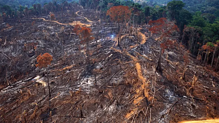 Desmatamento cai 32,4% no Brasil em 2024, mas Cerrado ainda lidera perdas