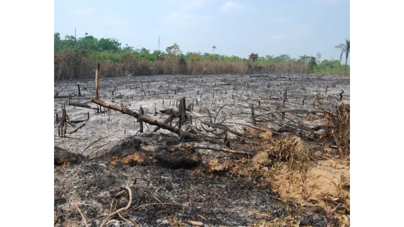 Desmatamento e queimadas voltam a aumentar na Amazônia