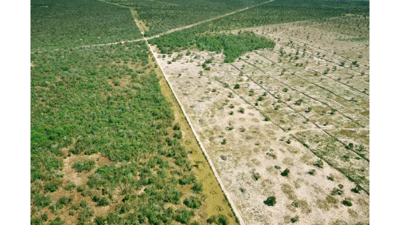 Desmatamento na Amazônia tem queda de 60% no primeiro semestre, aponta Imazon
