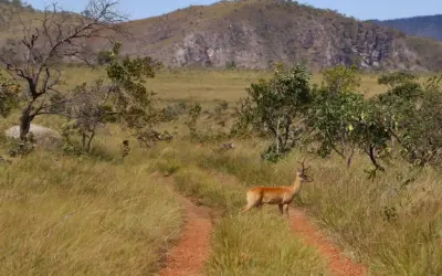 Desmatamento no Cerrado em 2020 responde por um terço da área total