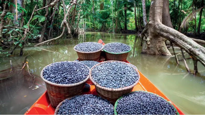 Desmatamento verde: Açaí