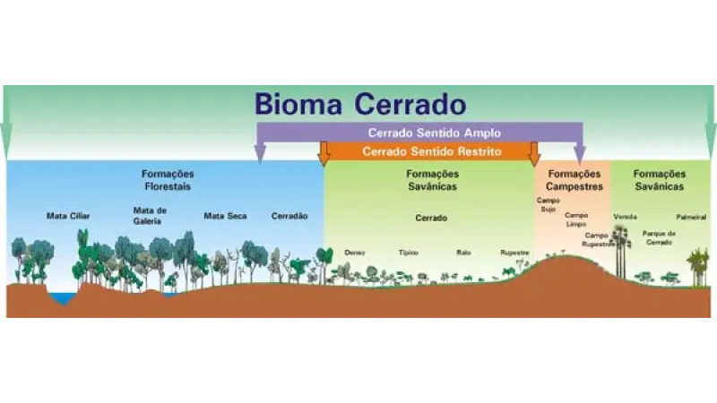 11 de Setembro: Dia Nacional do Cerrado
