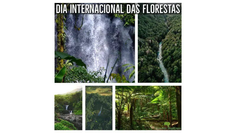 Dia internacional das Florestas