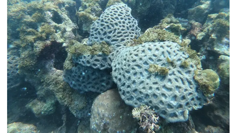 Diante de perdas recordes de corais, nova coalizão busca restaurar ecossistemas marinhos no Brasil