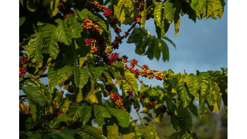 Do cafezinho ao etanol: como El Niño pode afetar Brasil em 2023
