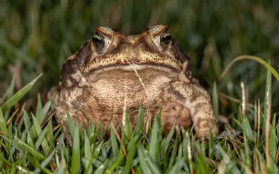 Ecologia de Estradas: como a ciência busca frear o atropelamento de fauna no Brasil