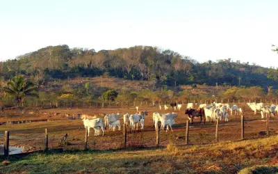 Pecuária, Emissões e Desmatamento: O Maior Desafio Ambiental do Brasil