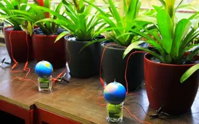 Energia elétrica gerada por plantas carrega até bateria de smartphone