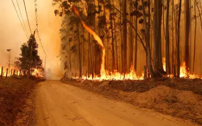 Como a Engenharia Florestal pode ajudar o Brasil a enfrentar queimadas?