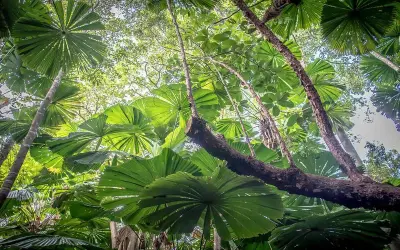 Essa Floresta tropical está emitindo mais carbono do que absorvendo, e isso pode ter um efeito cadastrófico