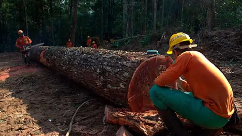 Estudo Analisa Desafios e Soluções Compartilhadas nas Concessões Florestais entre Brasil, Indonésia e Congo