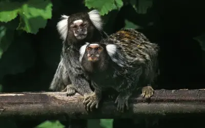 Estudo descobre que Saguis chamam uns aos outros por nomes
