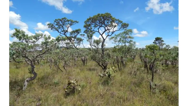Estudo mapeia desafios e aponta diretrizes para a restauração do Cerrado