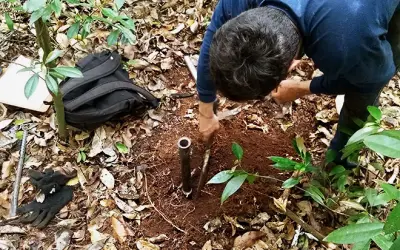 Estudo propõe nova metodologia para calcular sequestro de carbono por florestas tropicais
