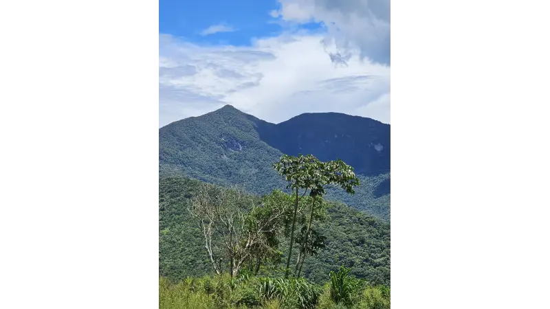 Estudo revela alto risco de extinção para árvores da Mata Atlântica